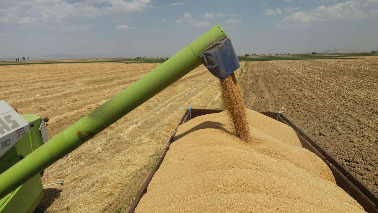 گزارش تصویری برداشت گندم از مزارع روستای طاوه